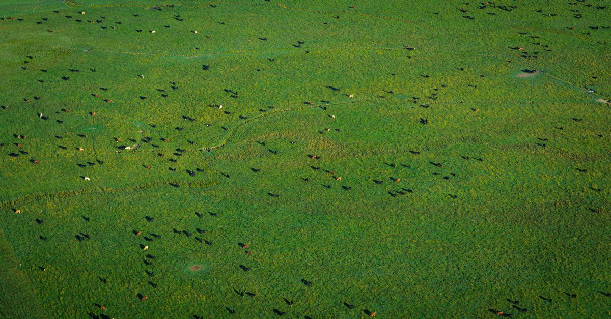 Aerial view of cattle grazing on green pasture in birds-eye view, representing Texas agricultural land under productivity valuation