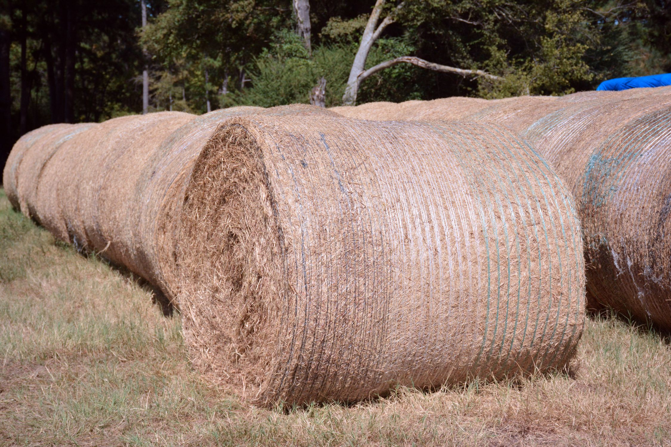 Large round hay bales dotting a sunlit Texas farmland field, representing agricultural land use in Central Texas.