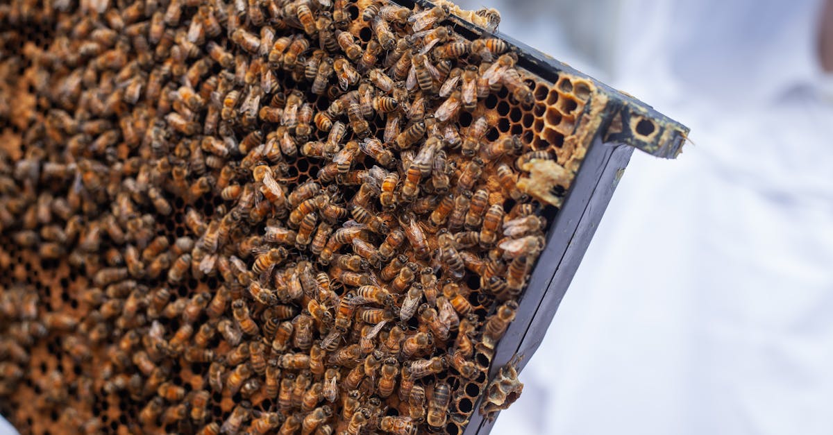 Close-up of honeybees on a hive frame during apiary inspection