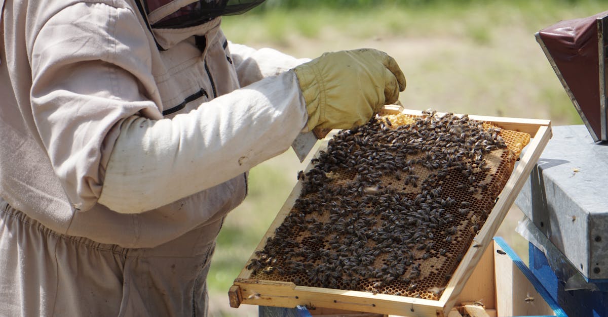 Beekeeper inspecting frames in a hive