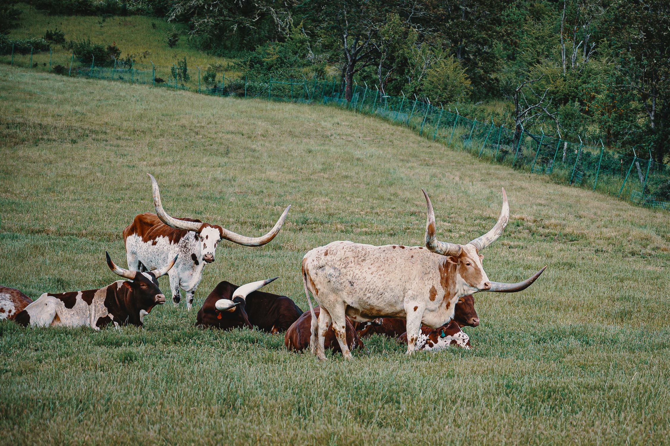 Longhorn cattle grazing on a lush green pasture under a sunny sky, representing the livestock industry that is a primary qualifying agricultural use in Bell County.