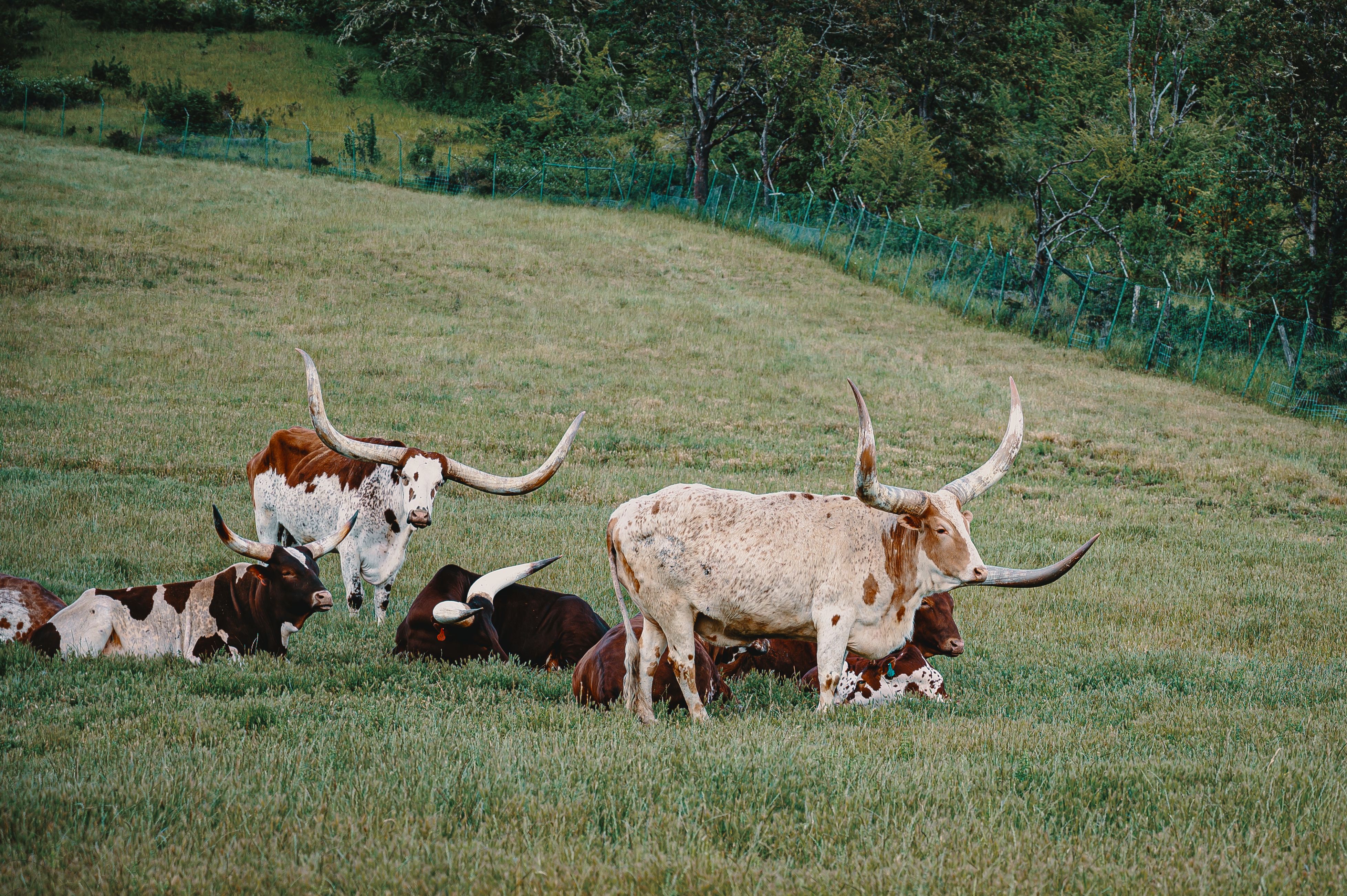 Texas Longhorn cattle grazing in a lush green pasture under a bright blue sky, representing agricultural land use in Brazoria County.