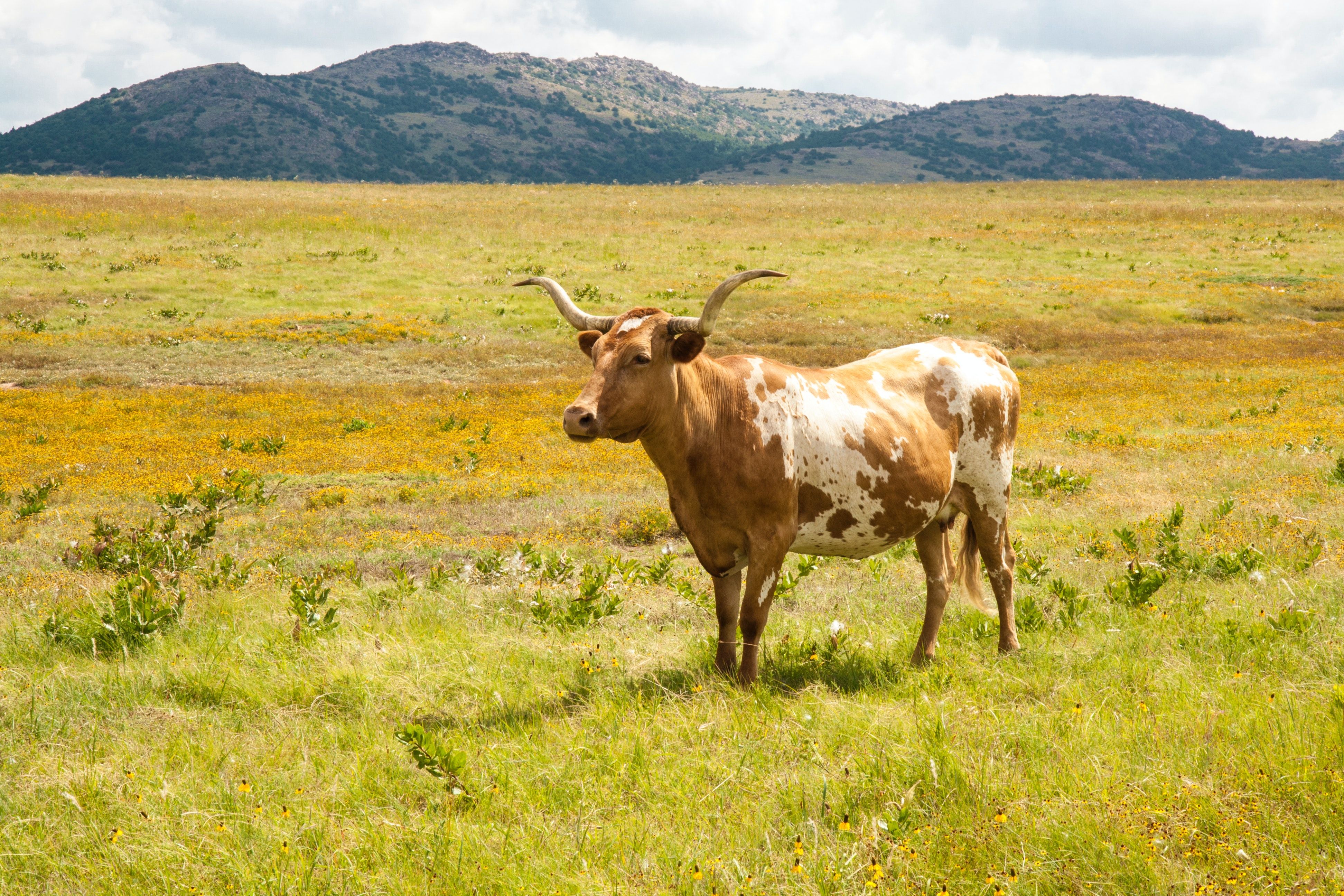 A Texas Longhorn standing in a wide grassy pasture with rolling hills and blue sky, representing agricultural land use in Texas.