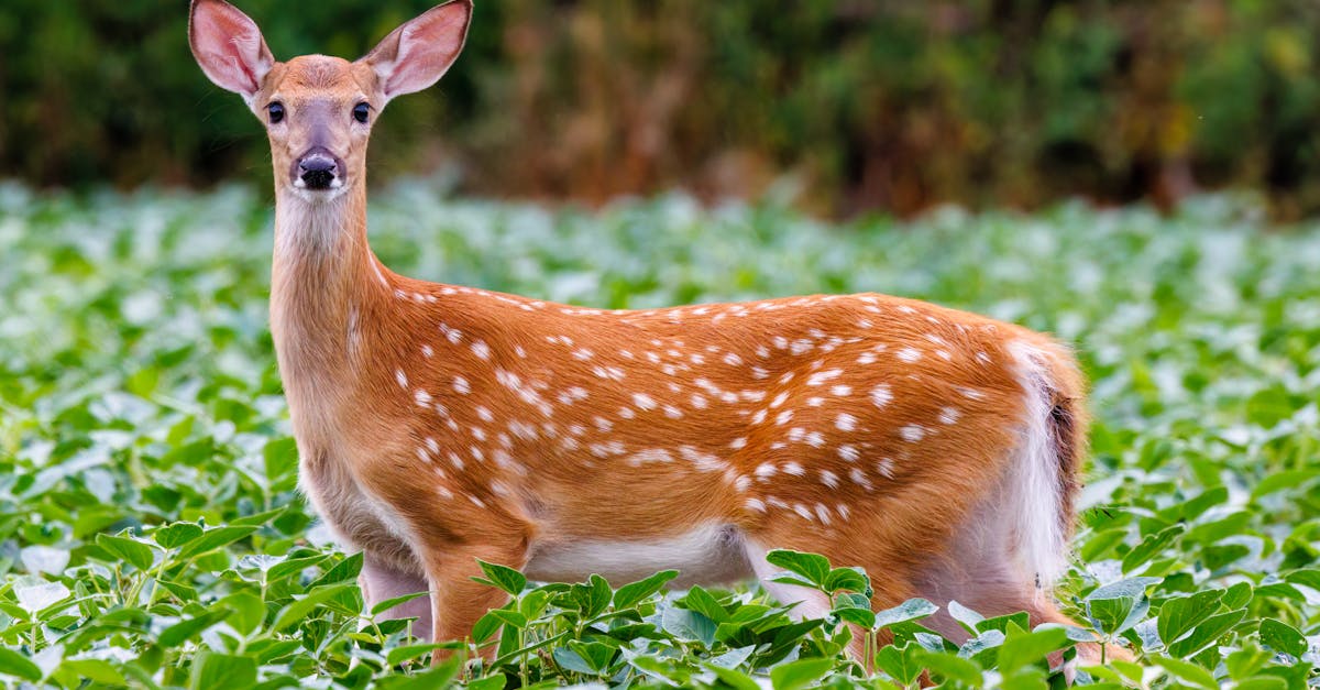 White-tailed deer standing alert in a green soybean field