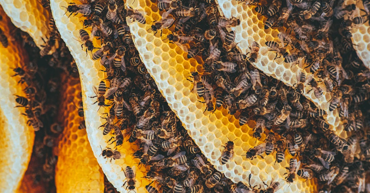 Honeybees working on a honeycomb frame in natural light