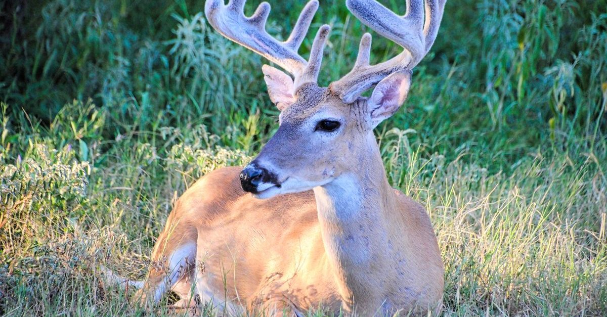 A white-tailed buck with velvet antlers resting in a sunlit grassy field, tall green vegetation behind it