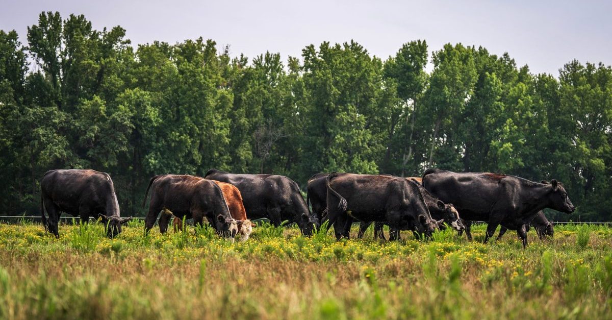A herd of black Angus cattle grazing flat grass pasture bordered by a dense line of green trees in North Texas