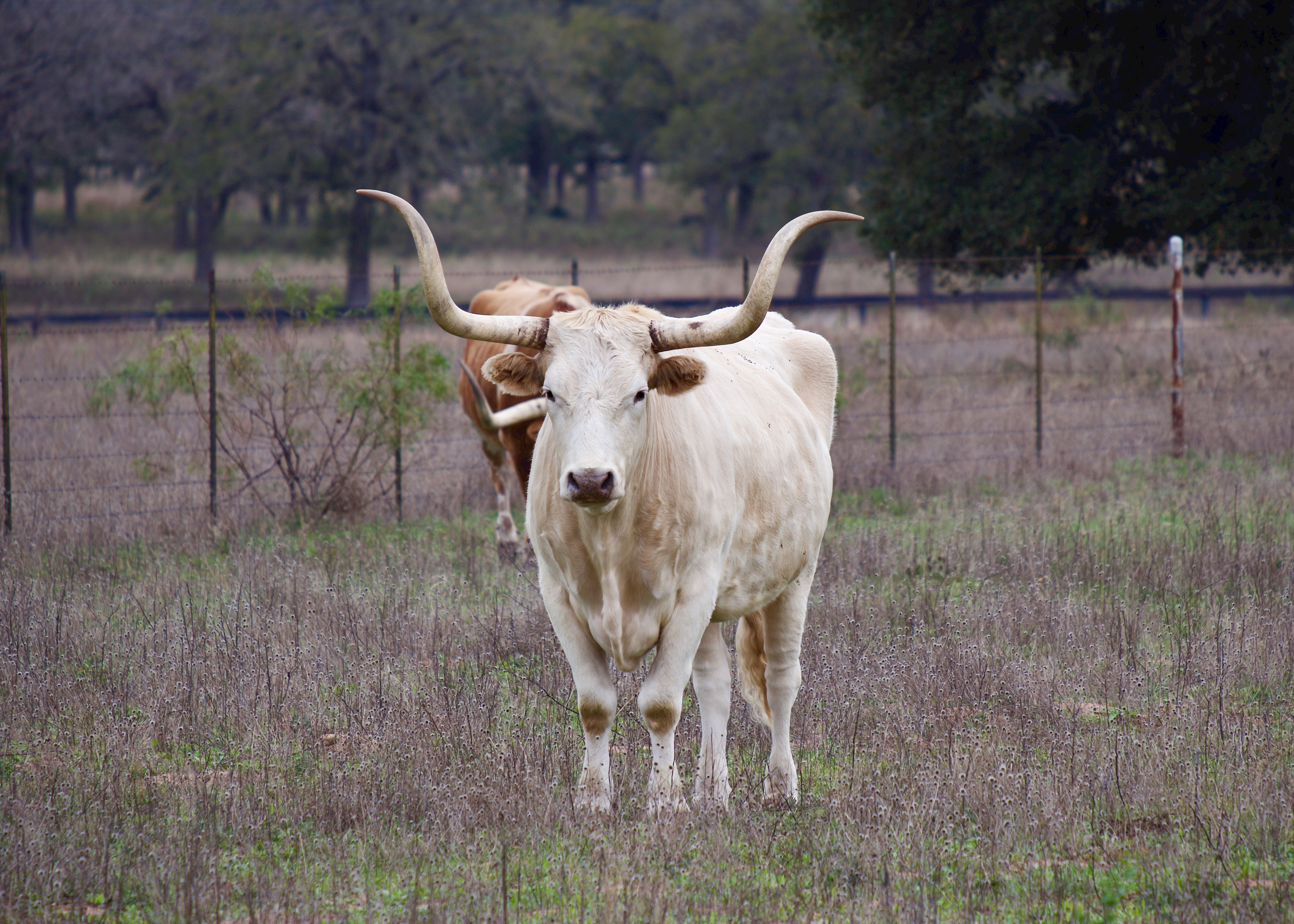 Texas Longhorn cow standing in a grassy pasture in Stonewall, Texas, representing agricultural land use in Texas