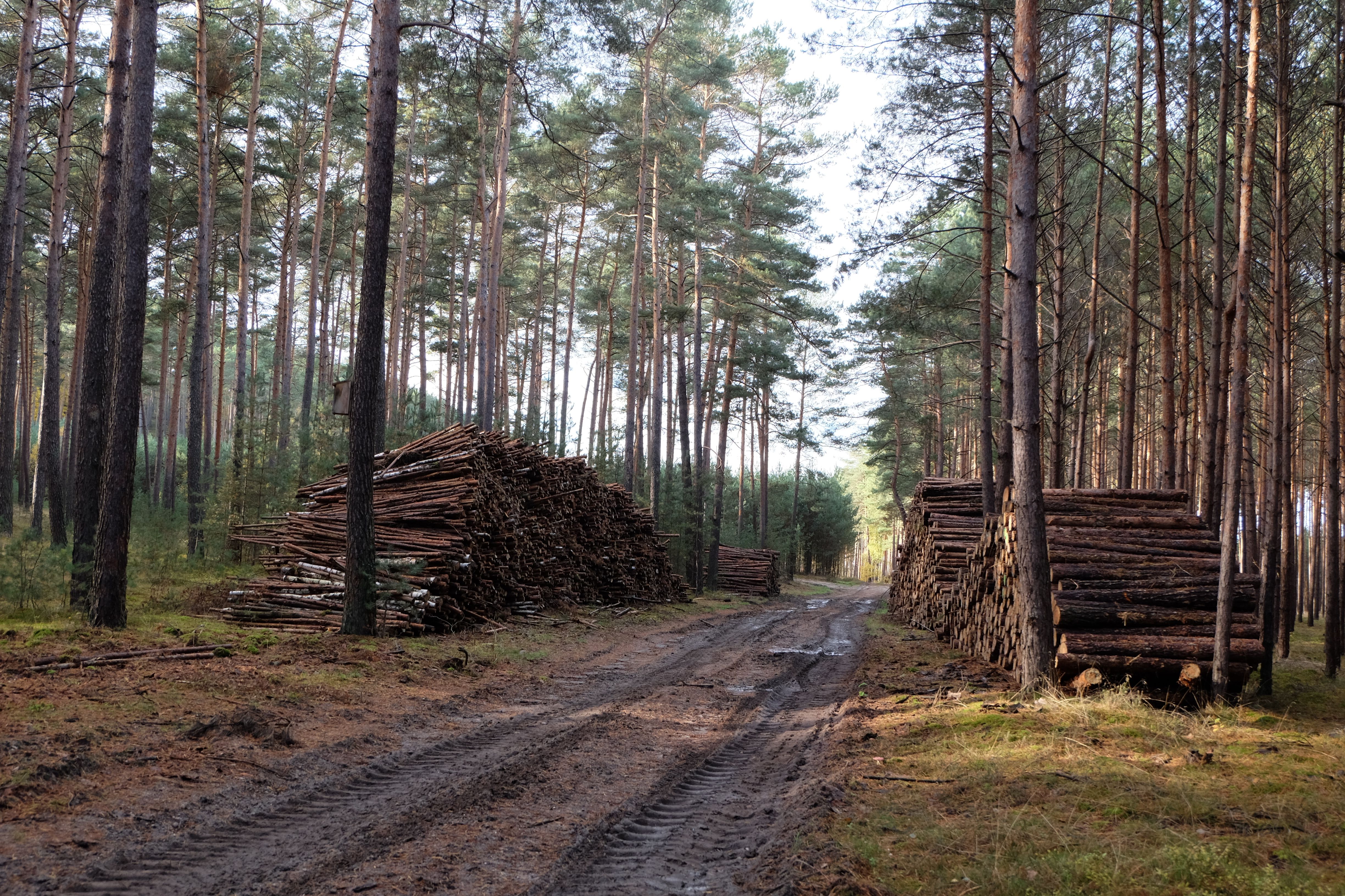 Stacked timber logs along a forest path in dappled sunlight, representing the timber industry that is a major qualifying agricultural use in Smith County.