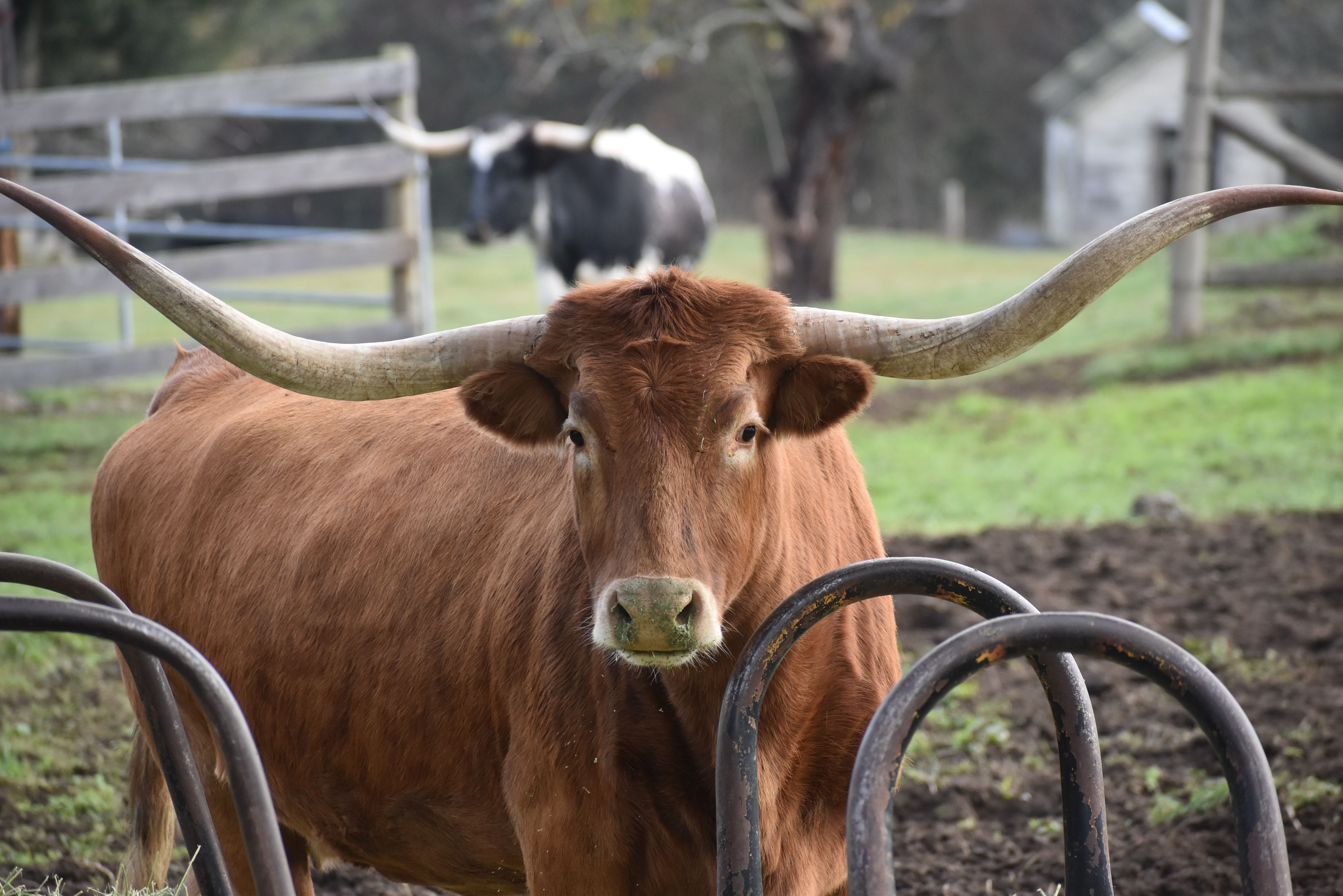 A Texas Longhorn bull with impressive horns stands in a grassy pasture under a clear sky, representing agricultural land use in Tarrant County.