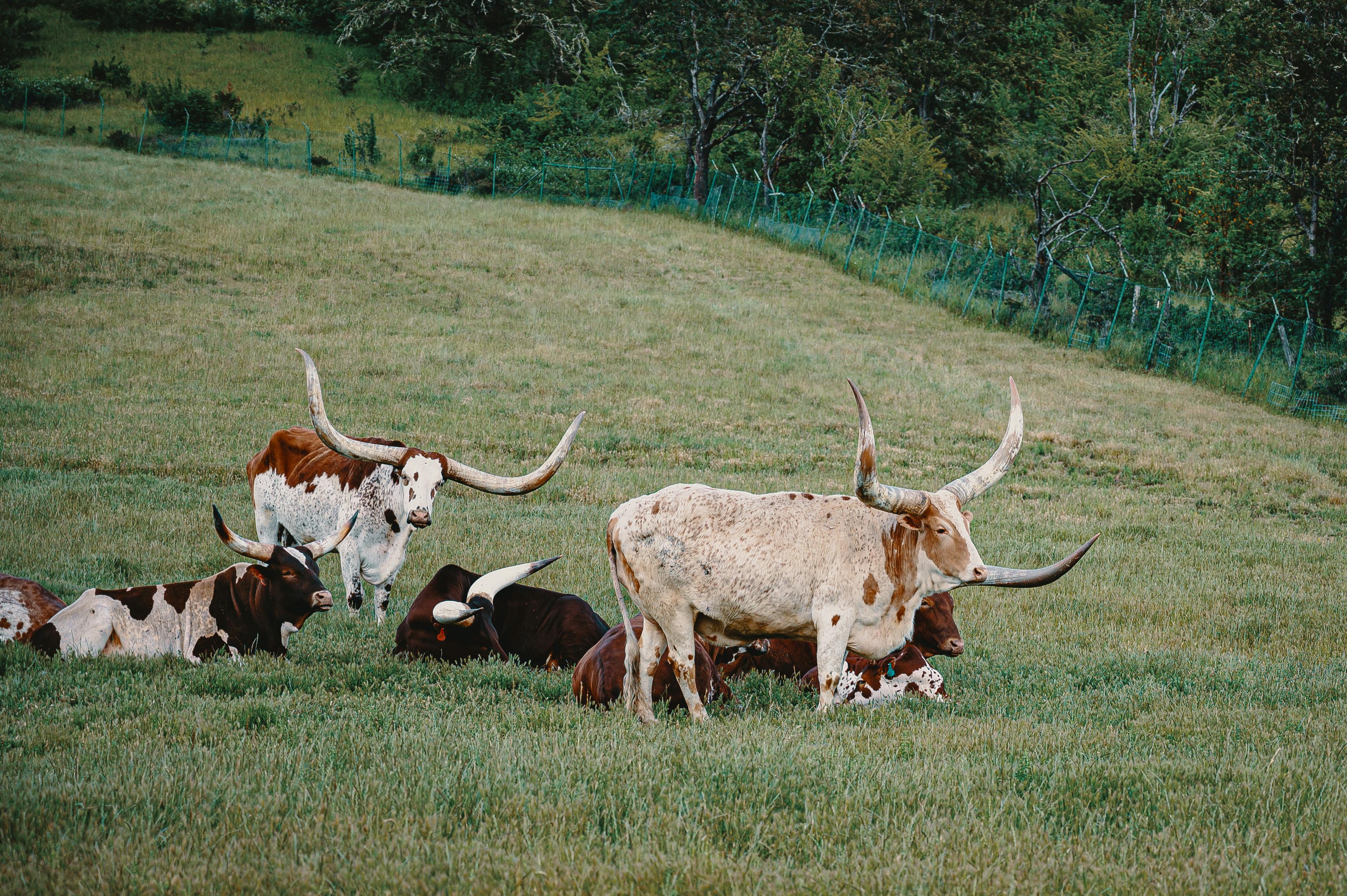 Cattle grazing on a Texas ranch pasture, representing agricultural land qualifying for productivity valuation