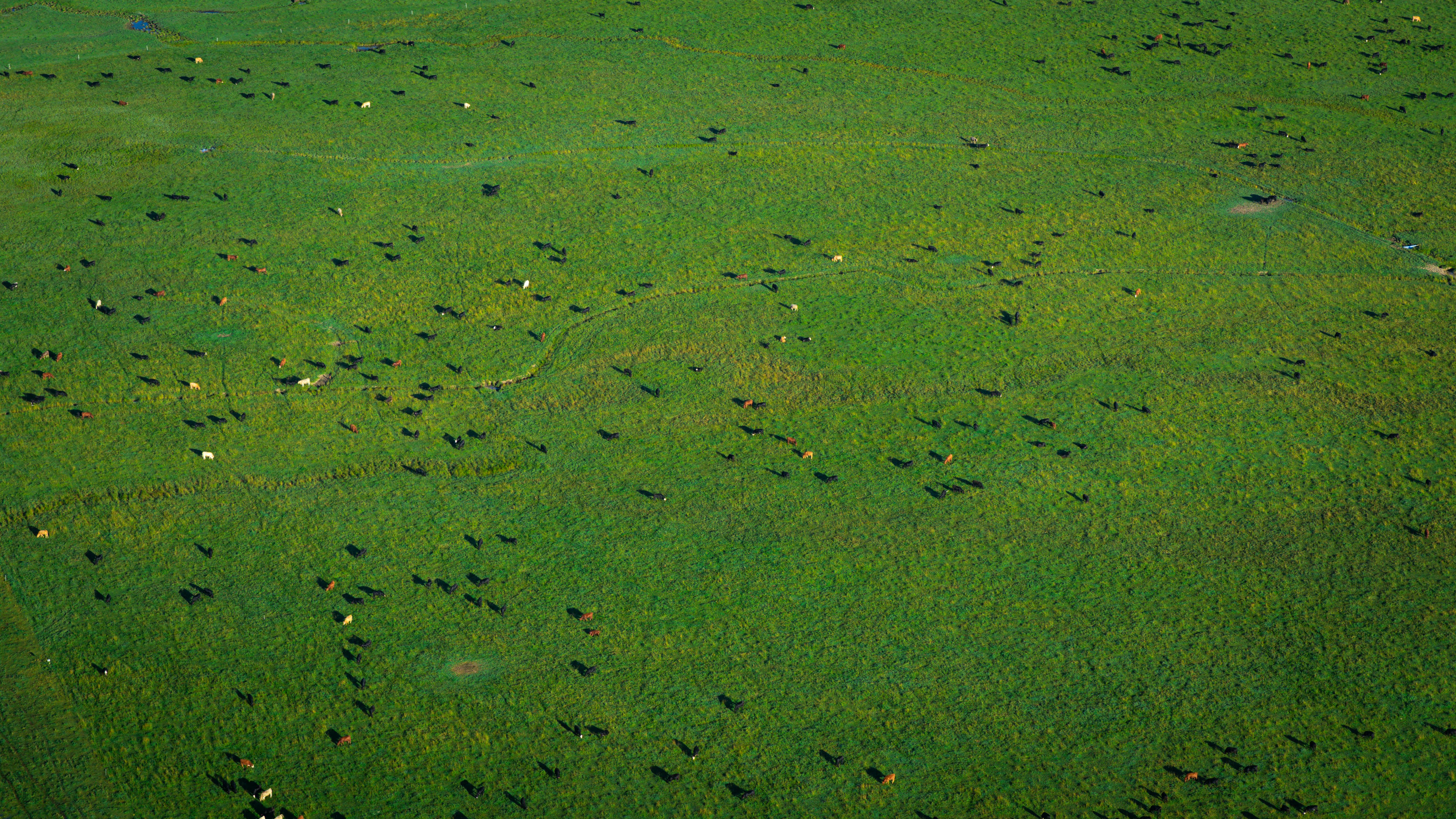 Aerial drone view of cattle grazing on green Texas pastureland, showing agricultural land use in action