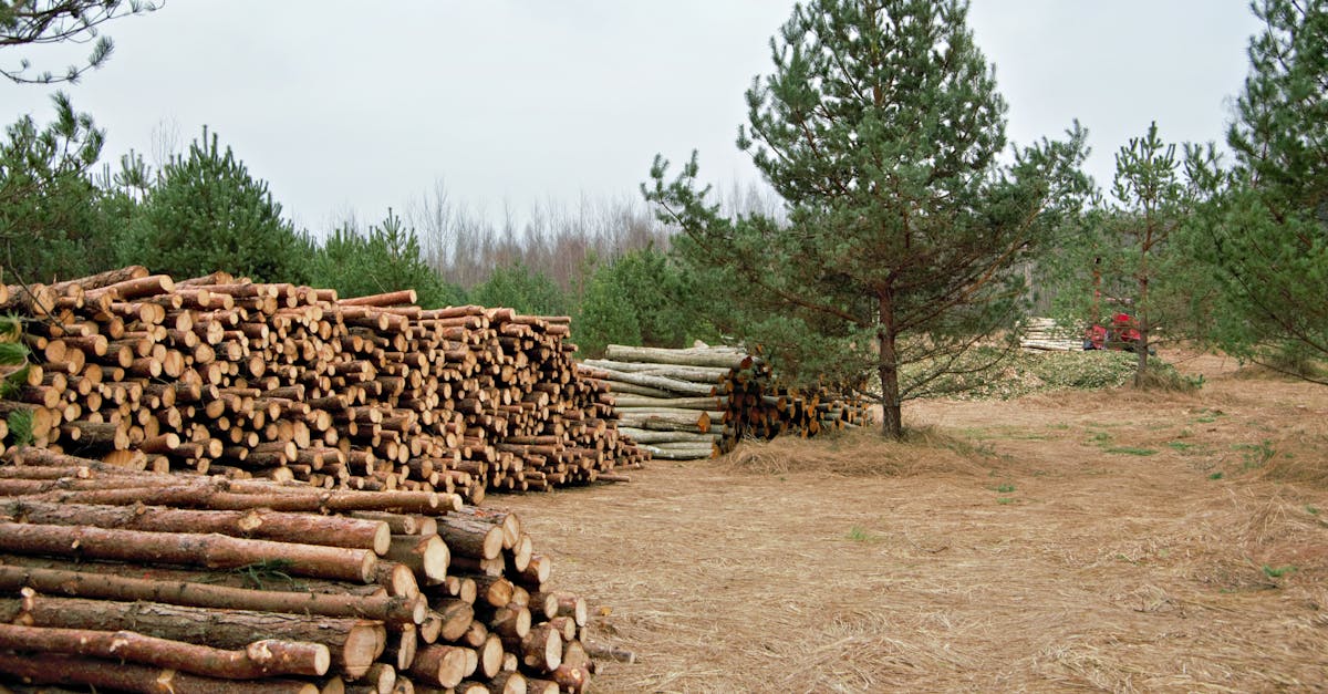 Organized piles of conifer logs in a forest setting