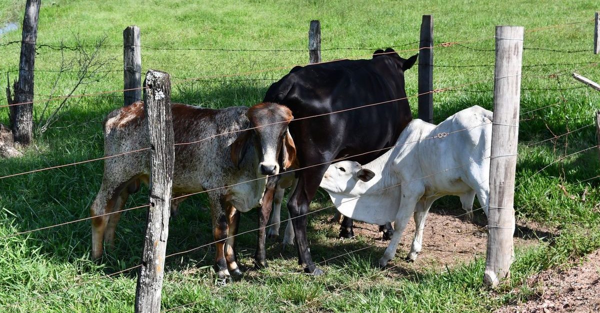 Three cattle at a weathered wire fence on a green East Texas pasture