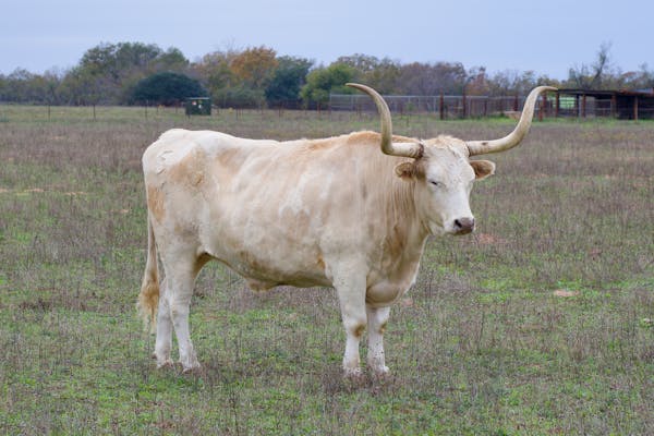 Texas Longhorn cattle grazing in a rural field
