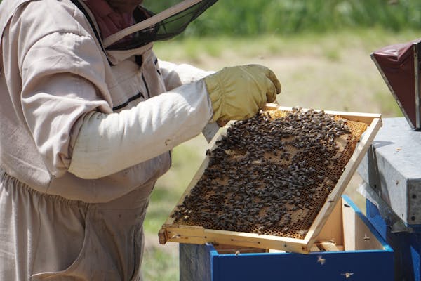 Beehives in a sunny Texas field