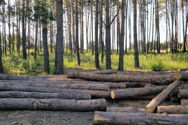 Pine forest with freshly harvested timber logs in East Texas