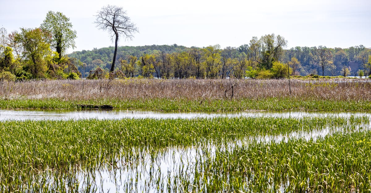 Texas wetlands and conservation land