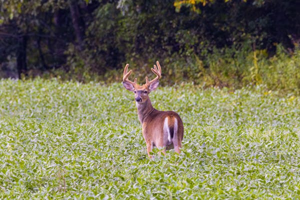 White-tailed deer standing in a green Texas meadow